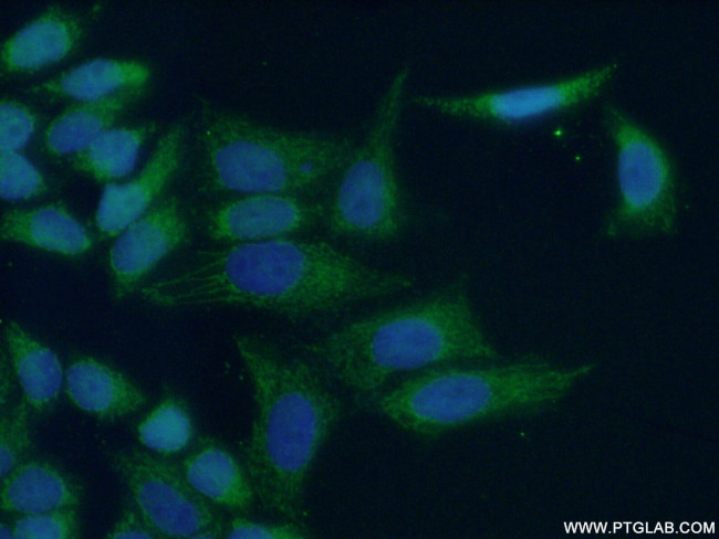 MRPL54 Antibody in Immunocytochemistry (ICC/IF)