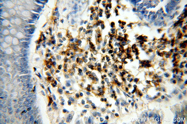 ICAM3 Antibody in Immunohistochemistry (Paraffin) (IHC (P))