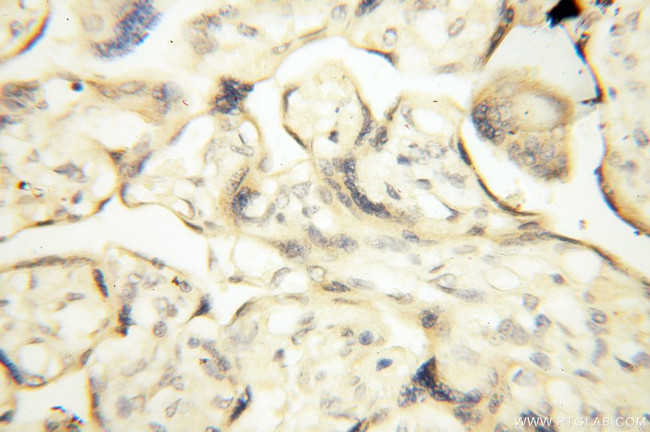 PM20D2 Antibody in Immunohistochemistry (Paraffin) (IHC (P))