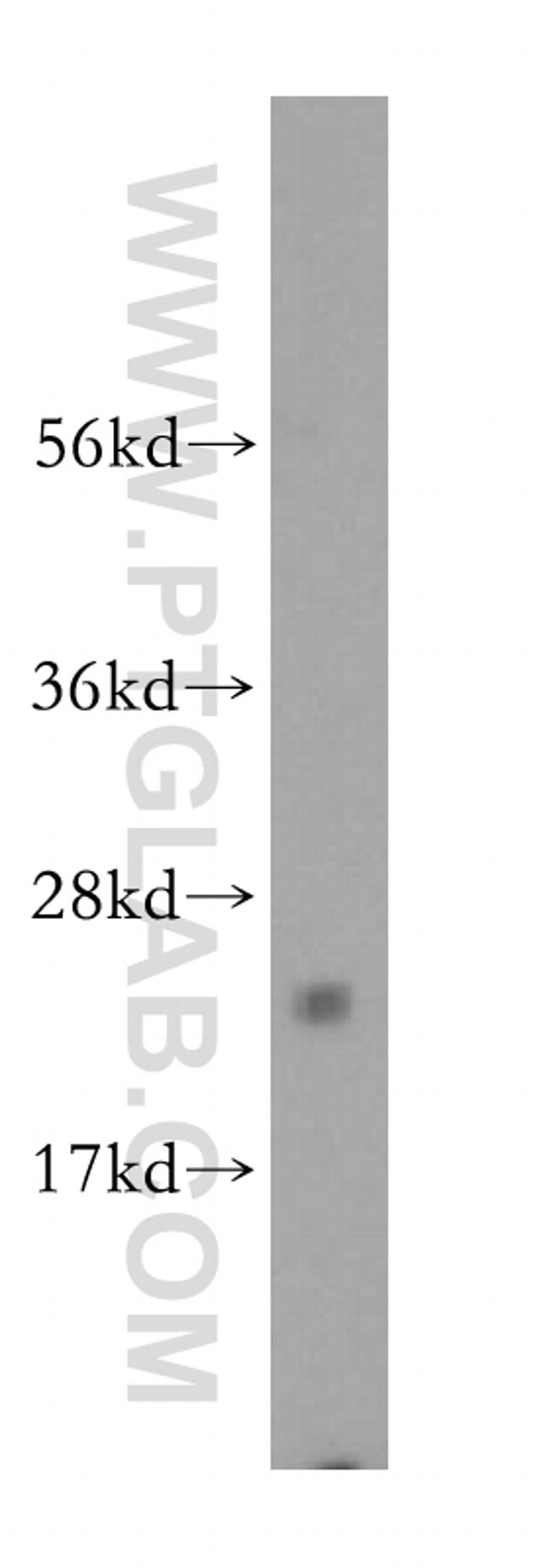 ARFRP1 Antibody in Western Blot (WB)