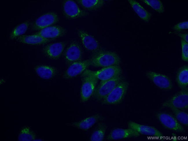 ARFIP1 Antibody in Immunocytochemistry (ICC/IF)