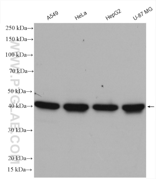 PURA Antibody in Western Blot (WB)