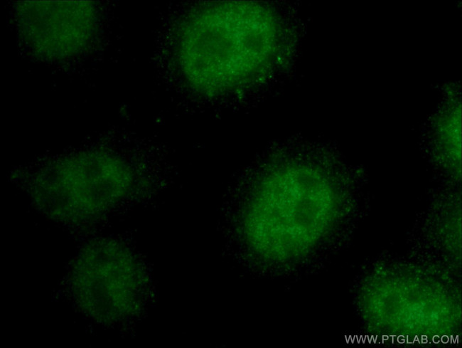 NFE2L3 Antibody in Immunocytochemistry (ICC/IF)