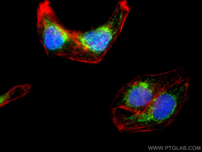 POLRMT Antibody in Immunocytochemistry (ICC/IF)