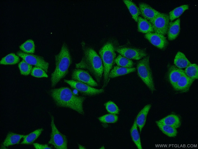 NUFIP2 Antibody in Immunocytochemistry (ICC/IF)