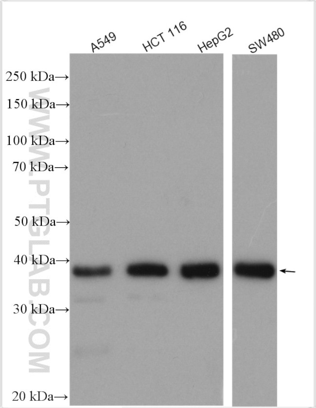 MTFR1 Antibody in Western Blot (WB)
