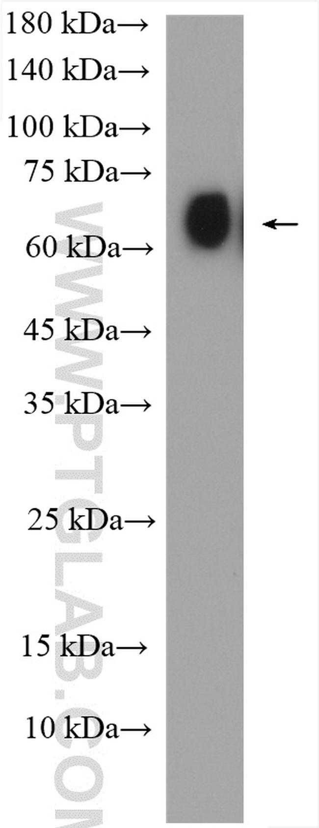 SLC22A14 Antibody in Western Blot (WB)