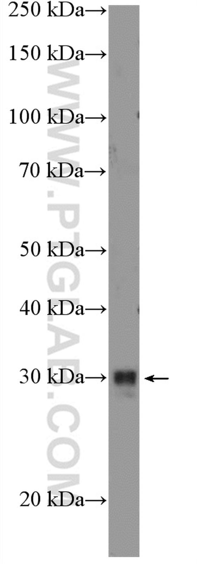 SPDYA Antibody in Western Blot (WB)