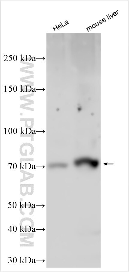 KCNH5 Antibody in Western Blot (WB)