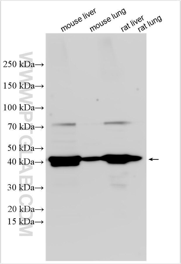 KCNE2 Antibody in Western Blot (WB)