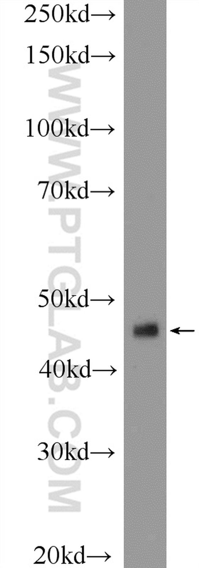 ING1 Antibody in Western Blot (WB)