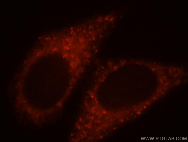 PRR5 Antibody in Immunocytochemistry (ICC/IF)
