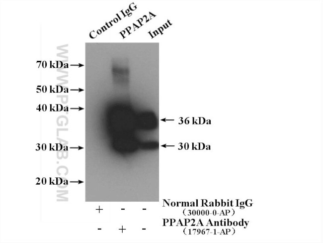 PPAP2A Antibody in Western Blot (WB)