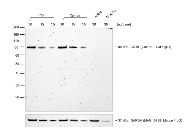 Rat IgG (H+L) Secondary Antibody in Western Blot (WB)