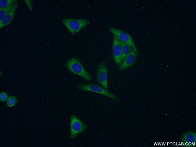BOLA1 Antibody in Immunocytochemistry (ICC/IF)