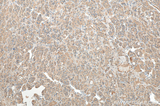 OXT Antibody in Immunohistochemistry (Paraffin) (IHC (P))