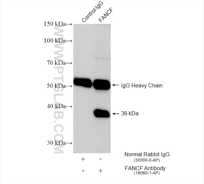 FANCF Antibody in Immunoprecipitation (IP)