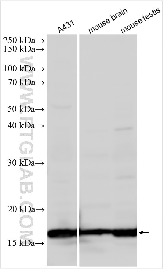 Histone H3.4 Antibody in Western Blot (WB)