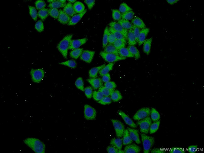 FKBP9 Antibody in Immunocytochemistry (ICC/IF)