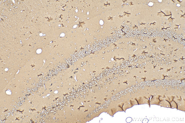 SLC17A2 Antibody in Immunohistochemistry (Paraffin) (IHC (P))
