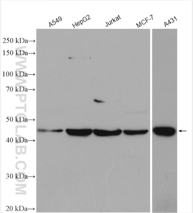 PARP15 Antibody in Western Blot (WB)