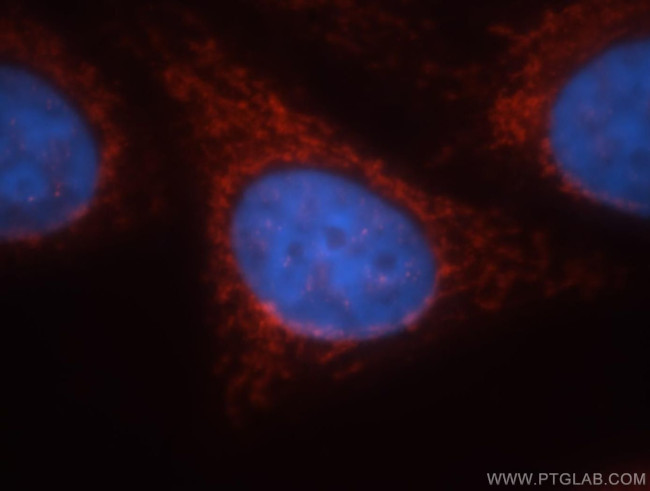 GCOM1 Antibody in Immunocytochemistry (ICC/IF)