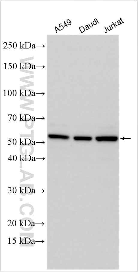 LHX2 Antibody in Western Blot (WB)