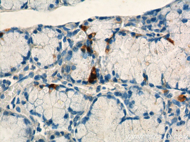 Gastrin Antibody in Immunohistochemistry (Paraffin) (IHC (P))