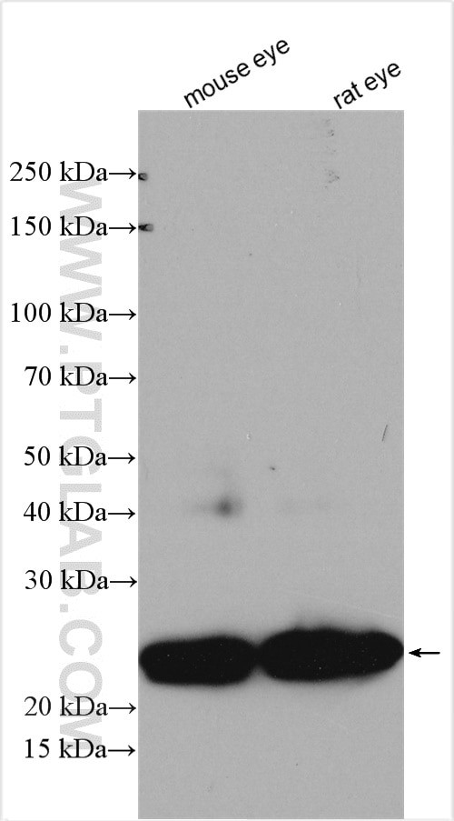 CRYBB2 Antibody in Western Blot (WB)