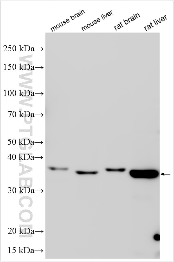 MEOX1 Antibody in Western Blot (WB)