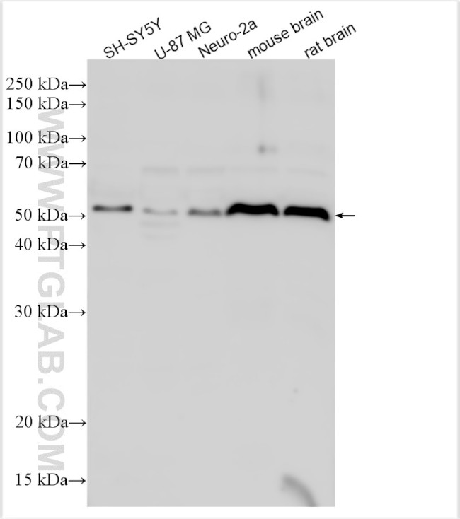 CBLN1 Antibody in Western Blot (WB)