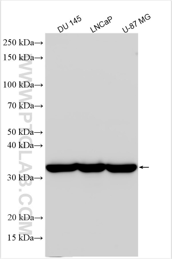 DOHH Antibody in Western Blot (WB)