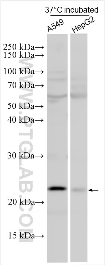 CLEC5A Antibody in Western Blot (WB)
