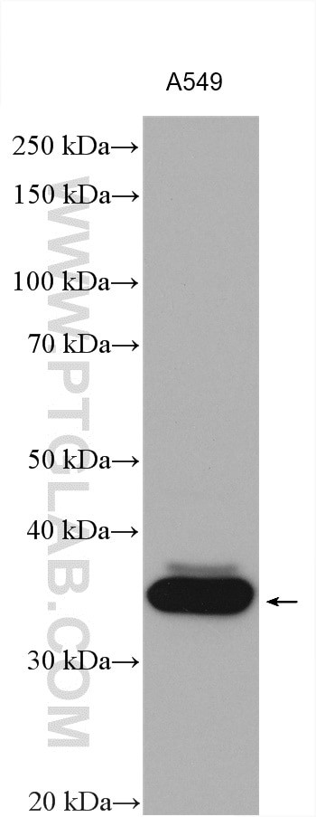 AKR1B10 Antibody in Western Blot (WB)