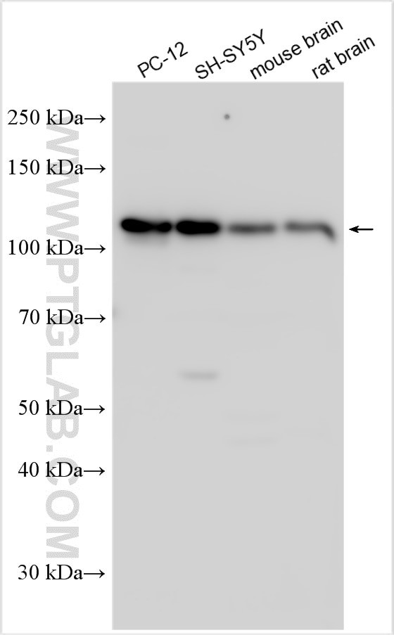 PCDHGA1 Antibody in Western Blot (WB)