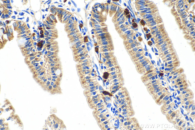 S100G/Calbindin-D9k Antibody in Immunohistochemistry (Paraffin) (IHC (P))