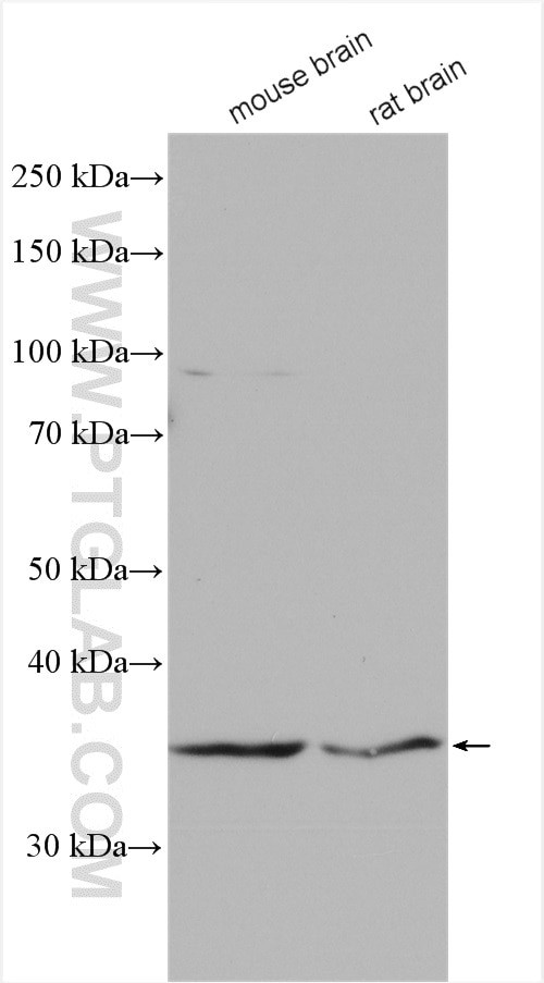 p35 Antibody in Western Blot (WB)