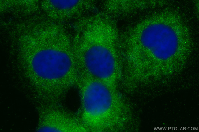 MKRN3 Antibody in Immunocytochemistry (ICC/IF)