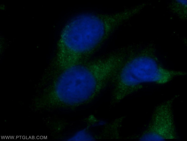 LC3C Antibody in Immunocytochemistry (ICC/IF)