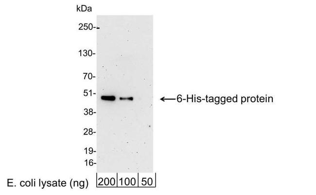 6 His Antibody in Western Blot (WB)