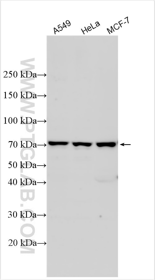 CAMSAP1 Antibody in Western Blot (WB)