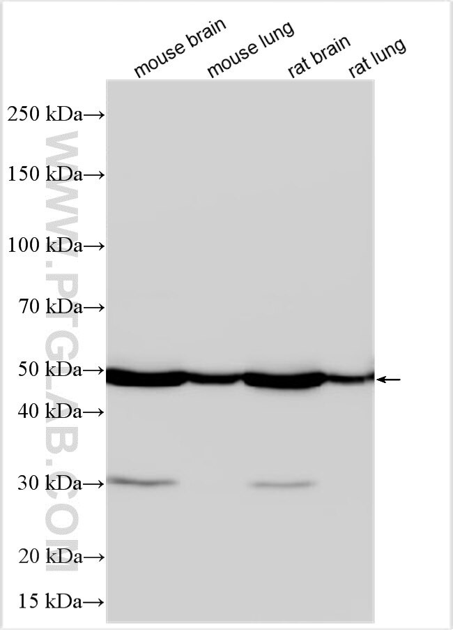 ADRA1D Antibody in Western Blot (WB)