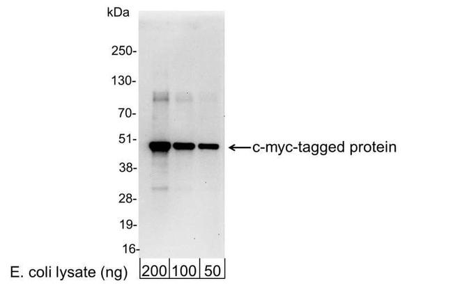 c-myc Antibody in Western Blot (WB)