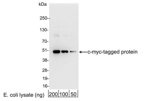 c-myc Antibody in Western Blot (WB)