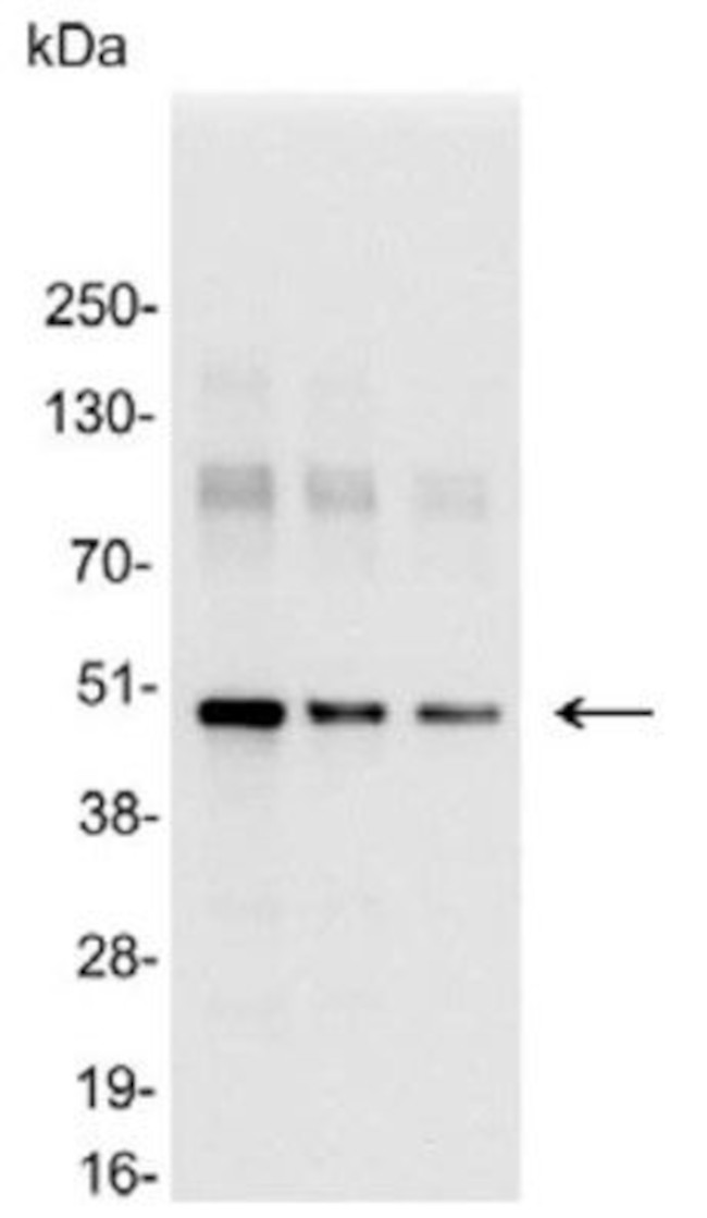 c-myc Antibody in Immunocytochemistry (ICC/IF)