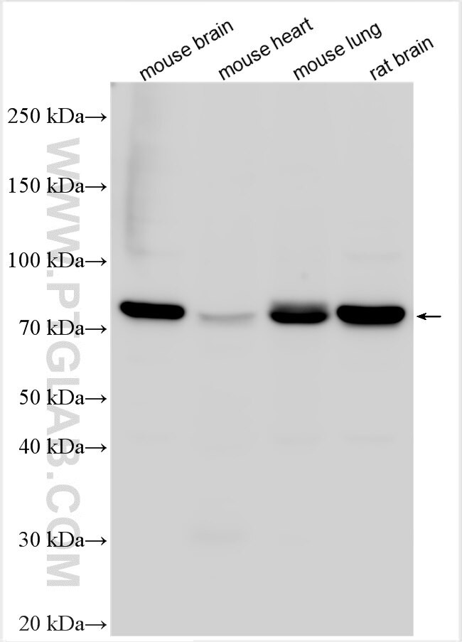 GPR68 Antibody in Western Blot (WB)