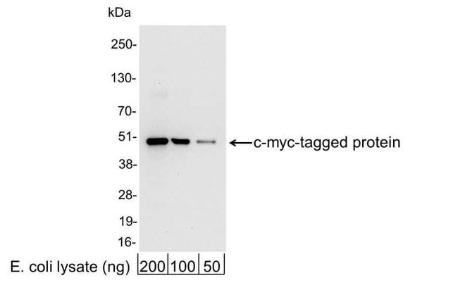c-myc Antibody in Western Blot (WB)