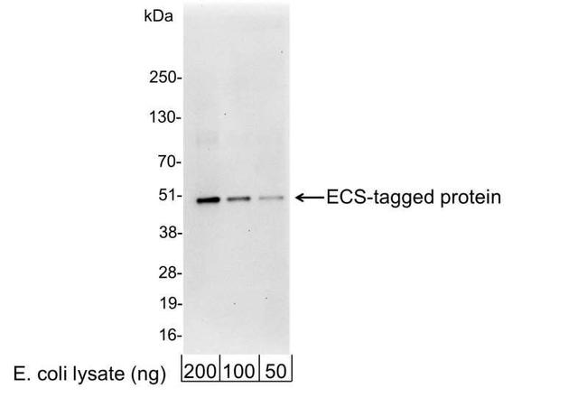 ECS Antibody in Western Blot (WB)