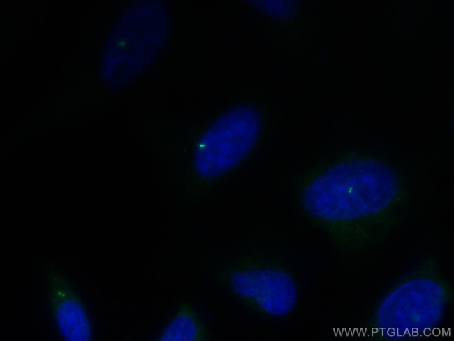 CEP192 Antibody in Immunocytochemistry (ICC/IF)