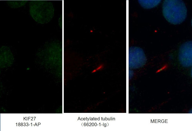 KIF27 Antibody in Immunocytochemistry (ICC/IF)